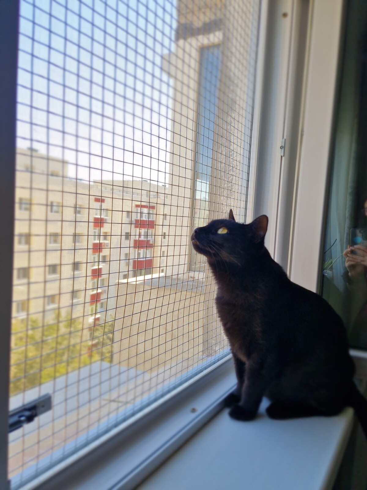 Pisica fericita si protejata